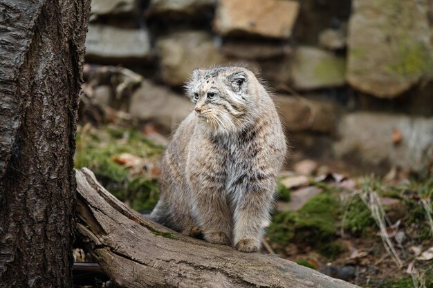 Foto portret van manul in de dierentuin