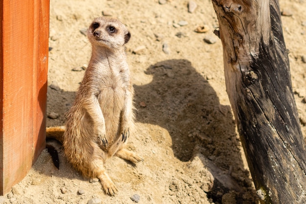 Portret van meerkat suricata