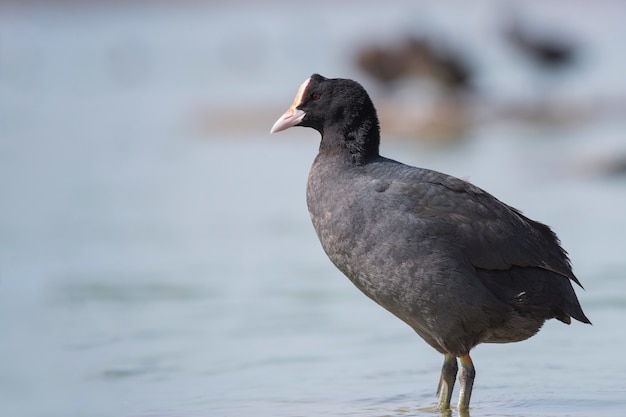 Portret van meerkoet (Fulica atra) op een water