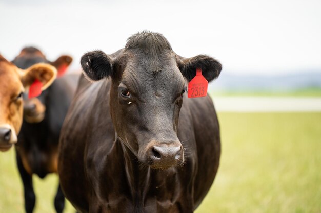 Portret van melkkoeien die op het gras grazen in een veld in Australië Rassen omvatten Friesian Holstein Jersey stud