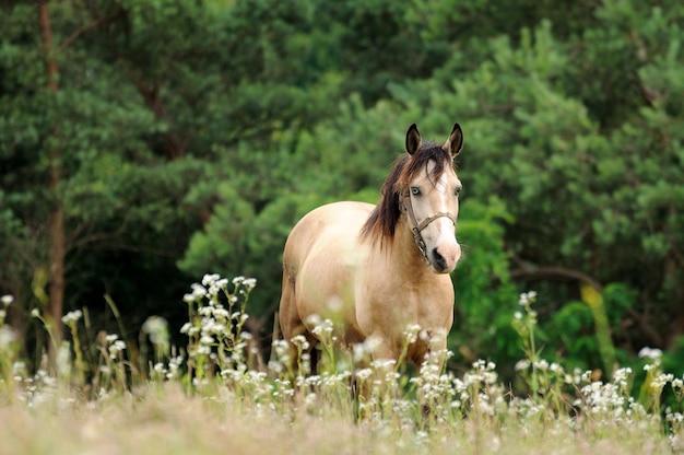 Portret van mooi kwart paard