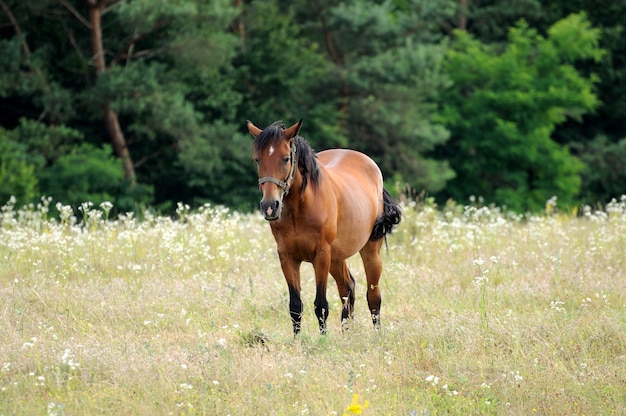 Portret van mooi kwart paard