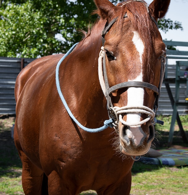 Foto portret van mooi kwartpaard, aziatisch paard met blauw teugel