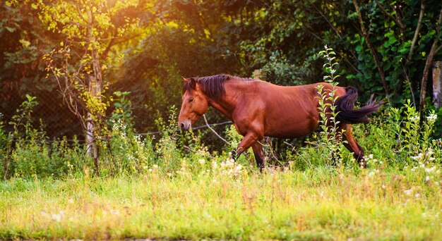 Portret van mooi paard in de zomer