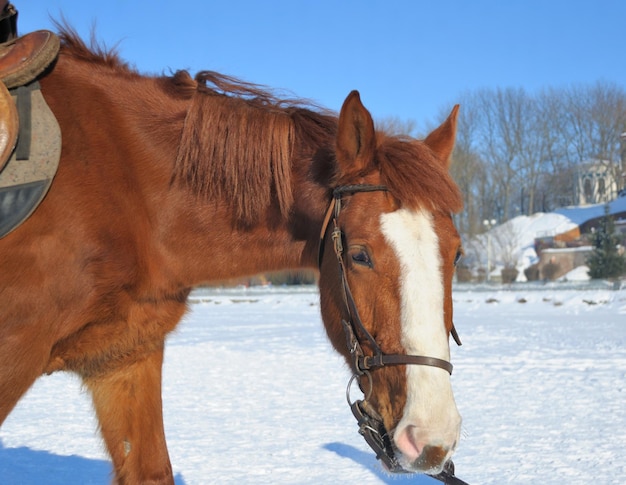 Portret van mooi paard op een sneeuw