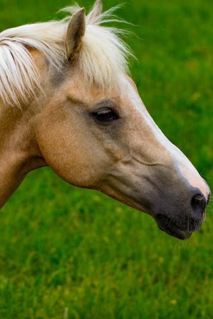 Portret van mooi paard op grasachtergrond.