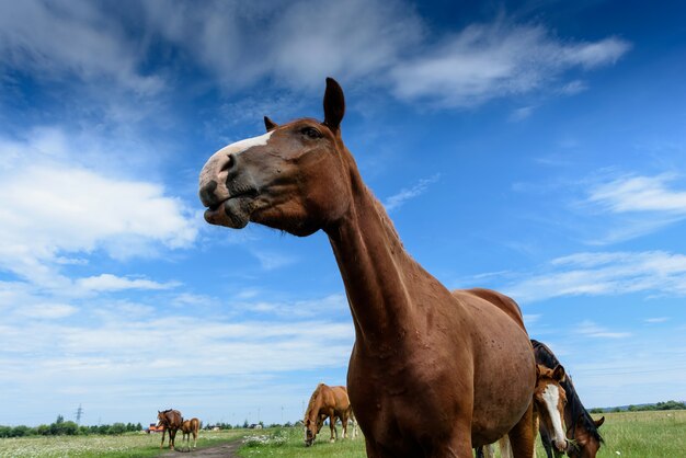 Portret van mooi rood paard in de zomer