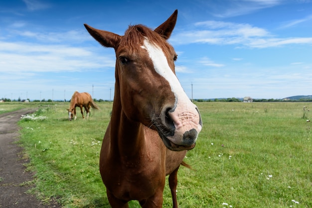 Portret van mooi rood paard in de zomer