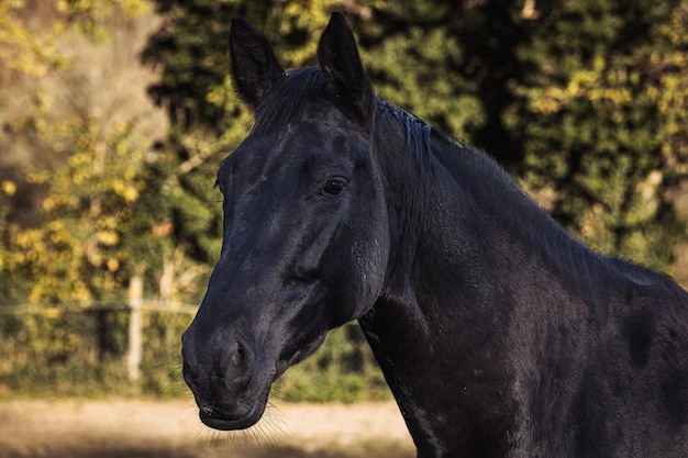 Portret van mooi volwassen zwart paard buitenshuis