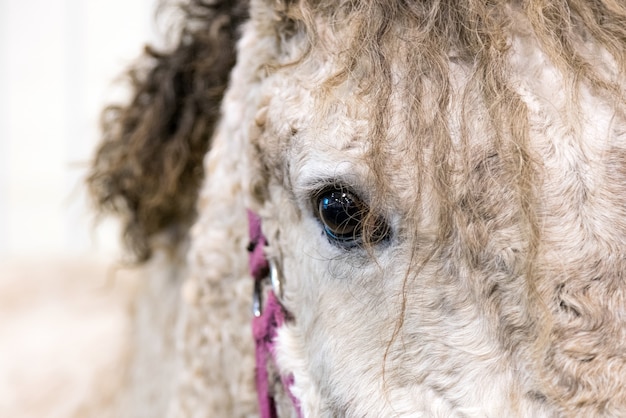 Portret van mooi wild wit paardoog close-up.