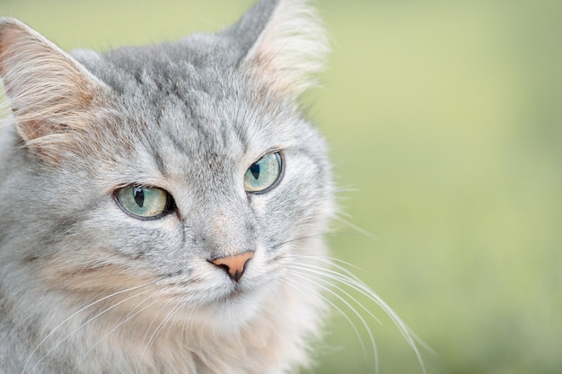 Portret van mooie grijze pluizige kat met