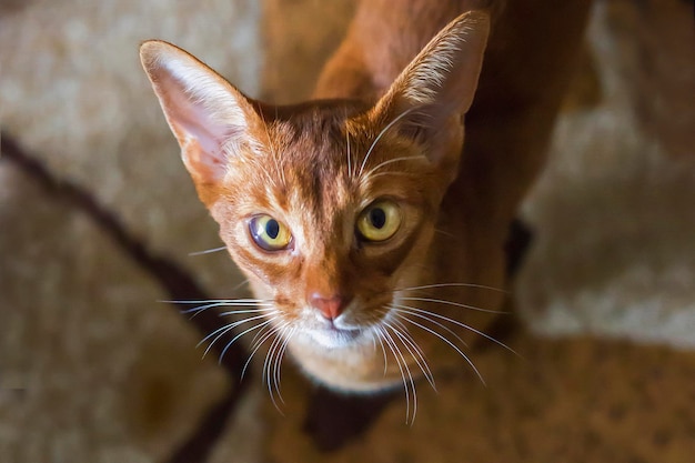 Portret van mooie jonge Abessijnse kat Close up van rode kat