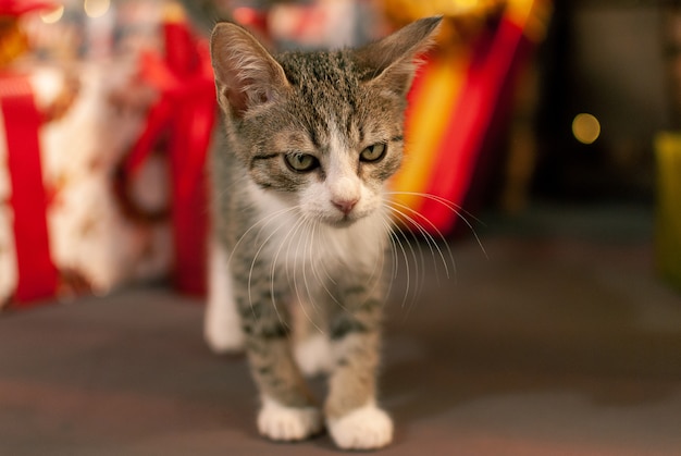 Portret van mooie kitten Kitten in kerstsfeer