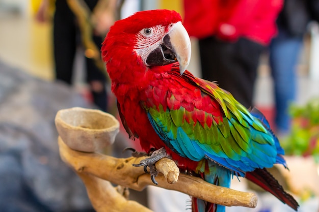 Portret van mooie kleurrijke Ara Scarlet Macaw-papegaai dichte omhooggaand.