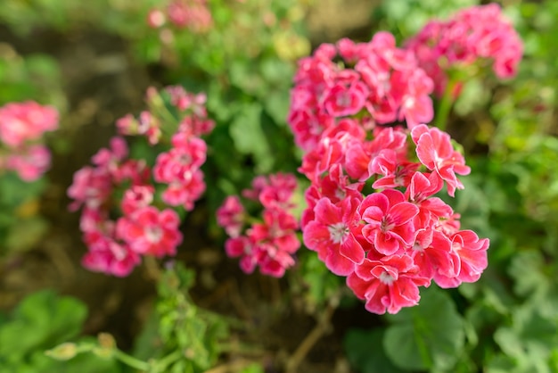 Foto portret van mooie roze bloemen bloeien in de natuur buiten