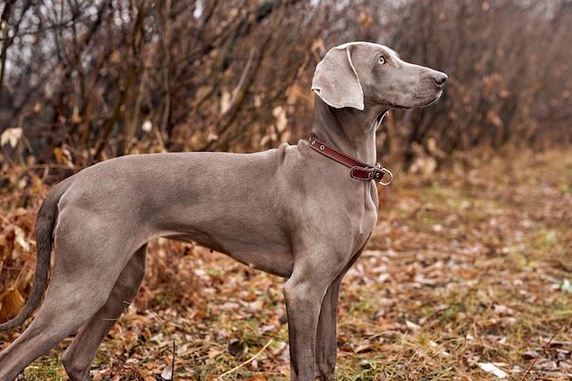 Portret van mooie weimaraner hond een herfst natuur. buiten jagen op honden