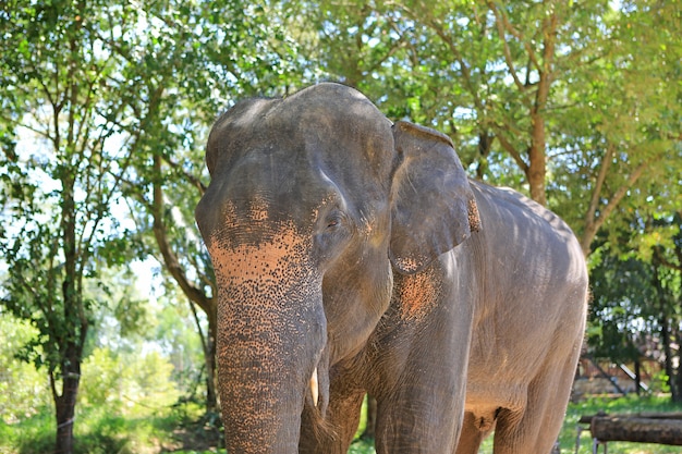 Portret van olifant in de dierentuin