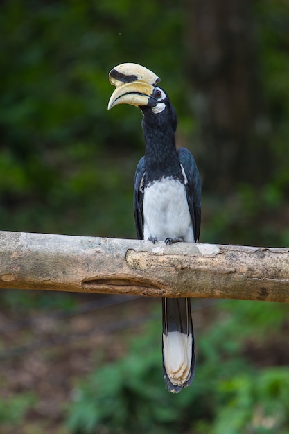 Portret van Oosterse bonte neushoornvogel