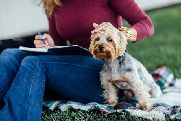 Portret van op de deken een kleine hond Yorkshire Terrier, zonlicht, felle kleurverzadiging, eenheid met de natuur en huisdieren.