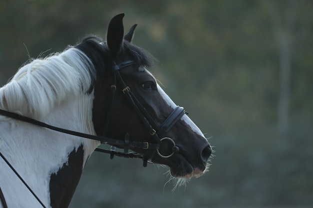 portret van paard in de stal