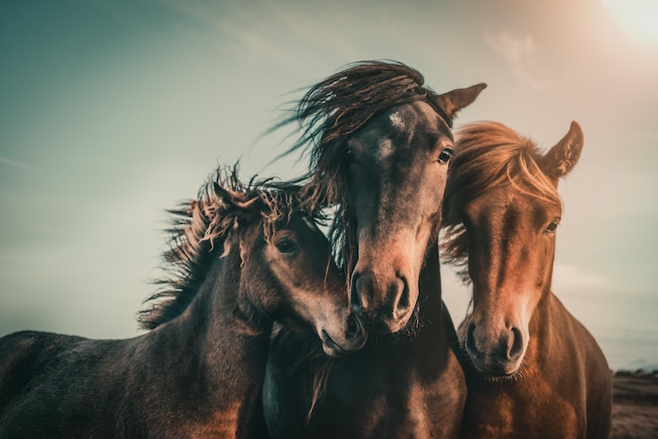 Foto portret van paarden die tegen de hemel staan bij zonsondergang