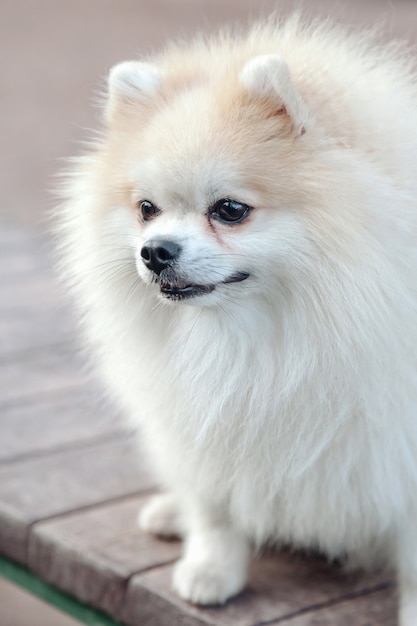 Portret van pluizig puppy van kleine Duitse Pommeren op hondenspeelplaats. Witte grappige kleine Duitse Spitz hond spelen op wandeling in de natuur, buitenshuis. Huisdier liefde concept. Ruimte voor site kopiëren