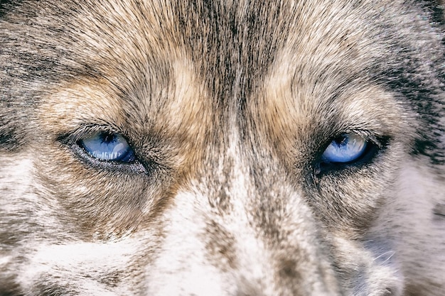 Foto portret van pluizige husky hond met mooie blauwe ogen