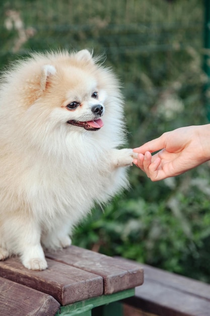 Portret van pluizige puppy van kleine Duitse Pommeren op hondenspeelplaats