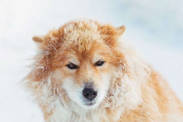 Portret van pluizige rode hond in openlucht in de sneeuw