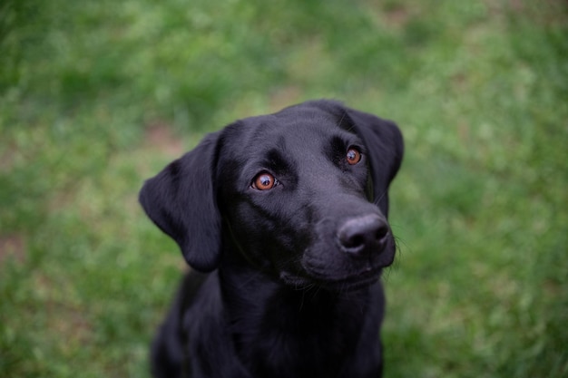 Portret van prachtige rasechte zwarte labrador retriever