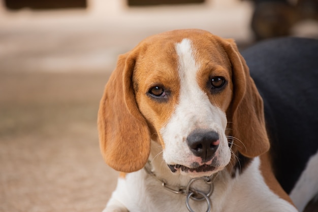 Portret van puppybrakhond, dierlijk concept