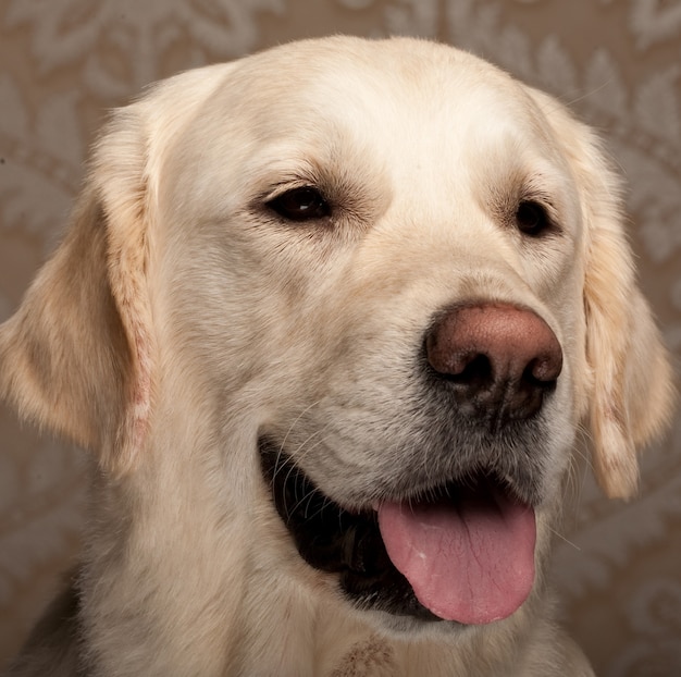 Portret van rasechte golden retriever hond close-up