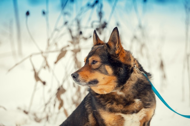 Portret van rasechte hond aan de leiband in de besneeuwde winter