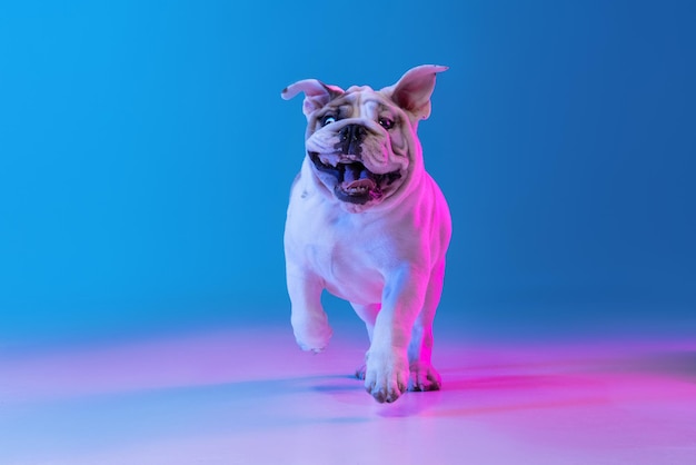 Portret van rasechte hond Engelse bulldog poseren geïsoleerd over studio achtergrond in neon blauw licht Concept van beweging actie huisdieren houden van dierenleven