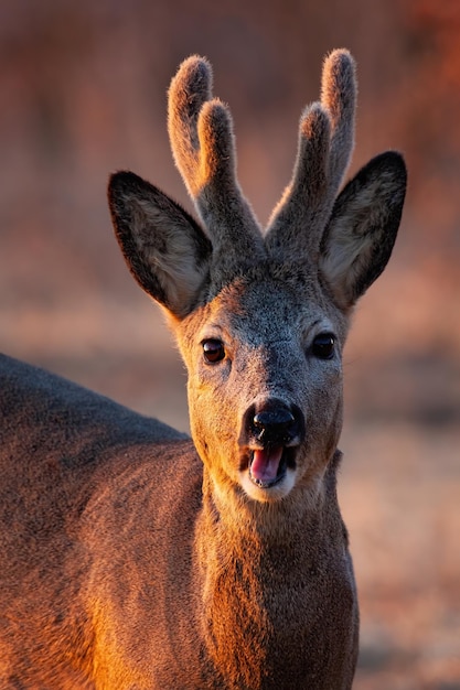 Foto portret van reeën die kauwen op het veld in het licht van de lenteavond