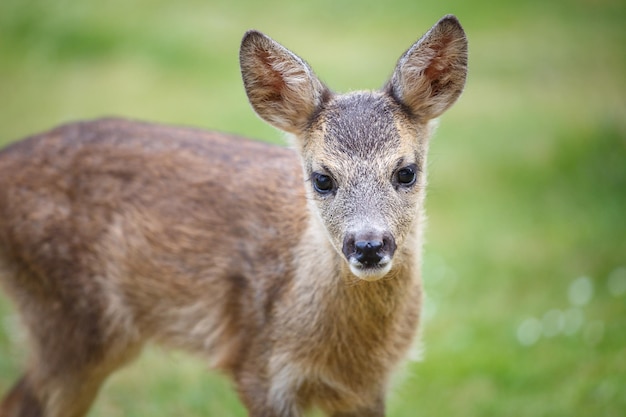 Portret van reeën reekalf Capreolus capreolus Jonge wilde reeën reekalf jong wild dier