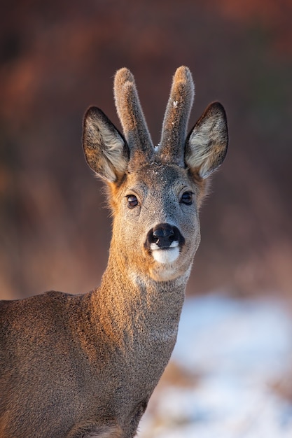 Foto portret van reeënbok in de winter.