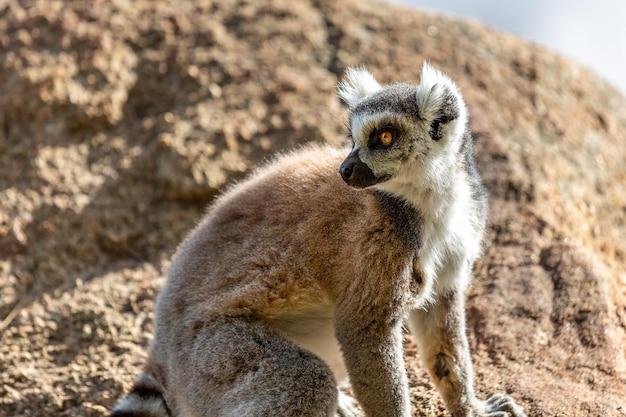 Portret van ringstaartmaki (lemur catta) in profiel. Reserveer Anzha. Madagascar.