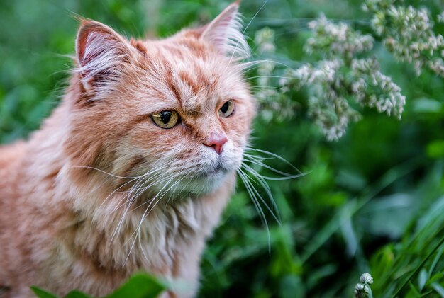 Portret van rode gemberkat in de natuur