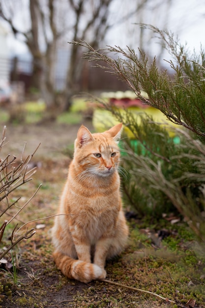 Portret van rode kat van Noors bosras op wandeling in de tuin in het voorjaar