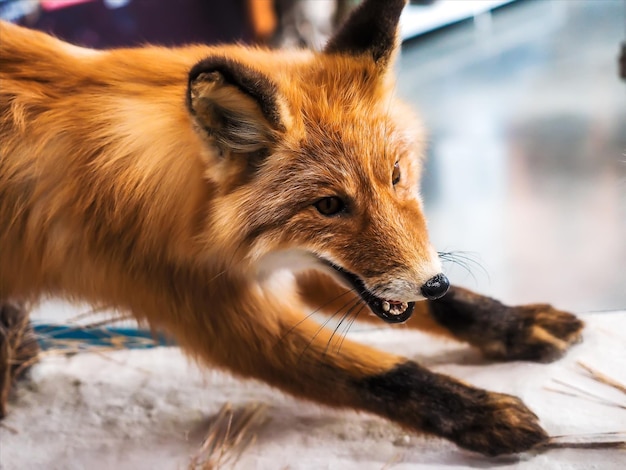 Portret van rode vos met dierlijke grijns Gevuld roofdier tijdens achtervolging