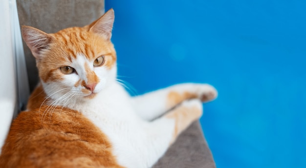 Portret van rode witte kat camera kijken op achtergrond van blauwe kleur.