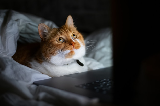 Portret van rode witte kat liggend op bed met laptop in een donkere kamer thuis.