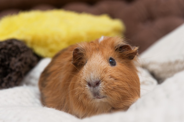 Portret van rood cavia.