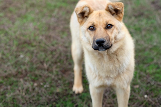 Portret van roodharige en zwerfhond close-up Hond kijken naar de camera