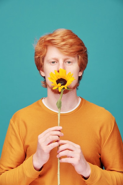 Portret van rustige jonge roodharige man in oranje trui zonnebloem houden en ruiken het op blauw