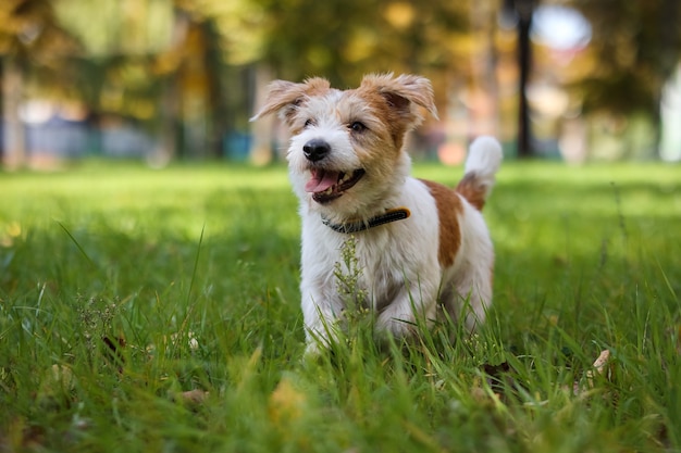 Portret van ruwharige Jack Russell Terrier op een achtergrond van geel gebladerte in het park