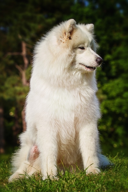 Portret van Samoyed-close-up. Sledehonden. Hond liggend op het gazon.