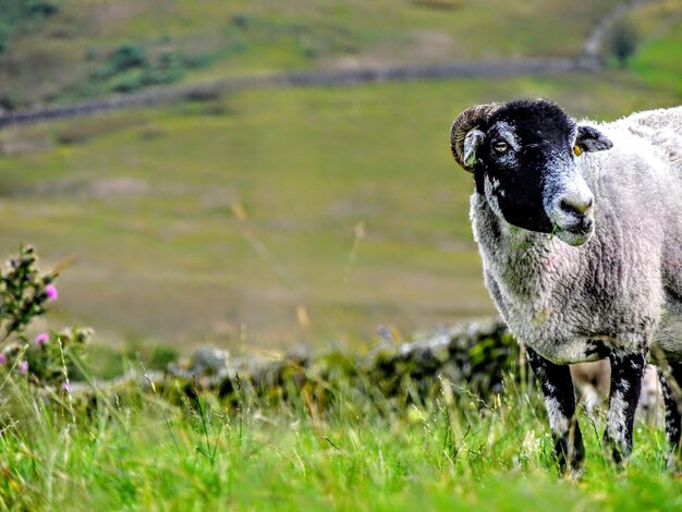 Foto portret van schapen die in het veld staan