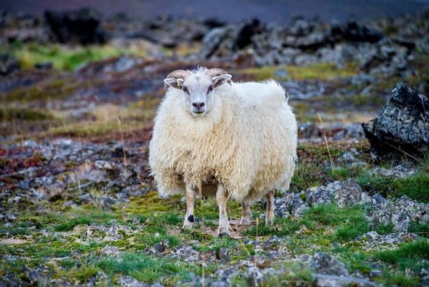 Portret van schapen die op het gras staan
